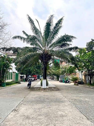 Hình ảnh Siêu Hiếm !!! Biệt Thự Hồ bơi 450 m2, 2 lầu Ngay Lương Định Nhỉnh 1xx