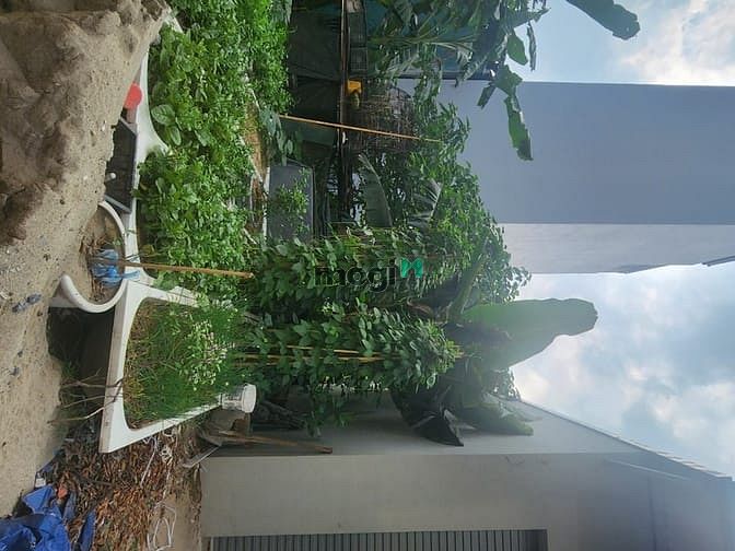 Hình ảnh Bán Đất Tặng Kèm Vườn Rau Sạch & Cây Mít Trĩu Quả