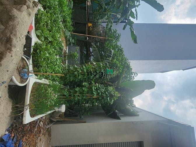 Hình ảnh Bán Đất Tặng Kèm Vườn Rau Sạch & Cây Mít Trĩu Quả