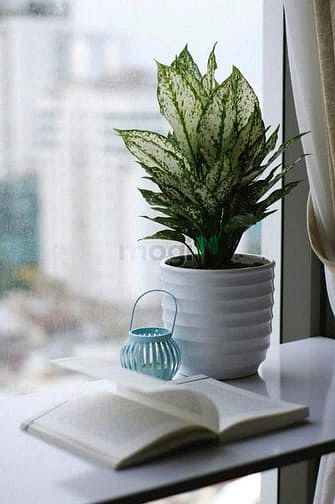Hình ảnh Căn Hộ Studio River Gate Thiết kế đẹp Quận 4 ,cho thuê giá rẻ ở liền