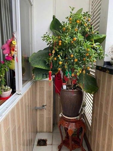 Hình ảnh Chung cư Harmona,Trương Công Định,Tân BÌnh:110m2, 3PN, 2WC, 12tr/th.