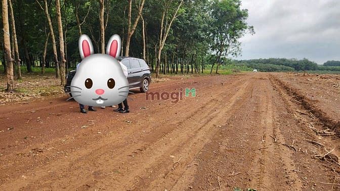 Hình ảnh Bán đất ngay kcn 4.200ha, cách Đường 65m Đồng Phú Bình Dương chi 500m.