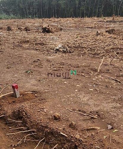 Hình ảnh Bán đất ngay kcn 4.200ha, cách Đường 65m Đồng Phú Bình Dương chi 500m.