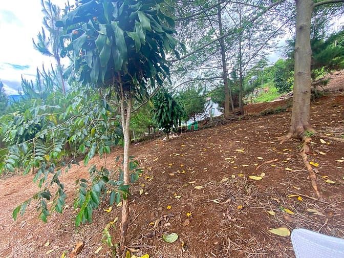 Hình ảnh Bán 522m2 sẵn 100m2 thổ cư tại thôn 10A Lộc Thành