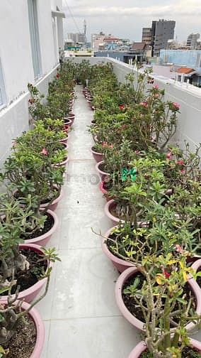 Hình ảnh Mb6623 nạp rút nhanh chóng mini mới đẹp . Yên tỉnh. Full nội thất. An ninh. Thoáng mát.