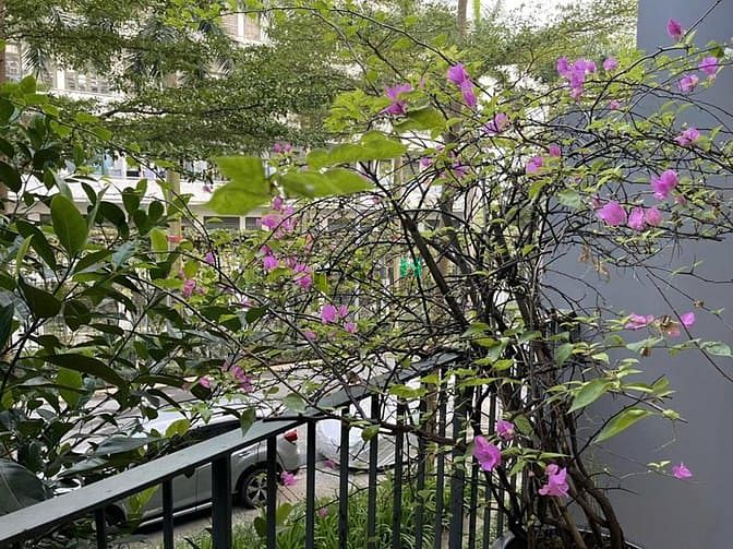 Hình ảnh Cho thuê lâu dài căn liền kề 120m