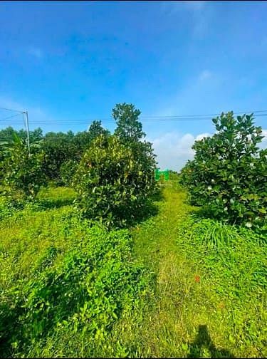 Hình ảnh Đất Bình Lợi Vĩnh Cửu. Diện tích : 1.350m . Đường ô Tô . Chỉ 1Tỷ8