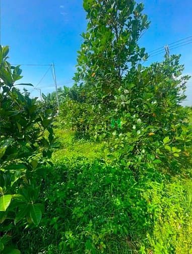 Hình ảnh Đất Bình Lợi Vĩnh Cửu. Diện tích : 1.350m . Đường ô Tô . Chỉ 1Tỷ8