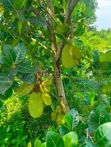 Hình ảnh Đất Bình Lợi Vĩnh Cửu. Diện tích : 1.350m . Đường ô Tô . Chỉ 1Tỷ8