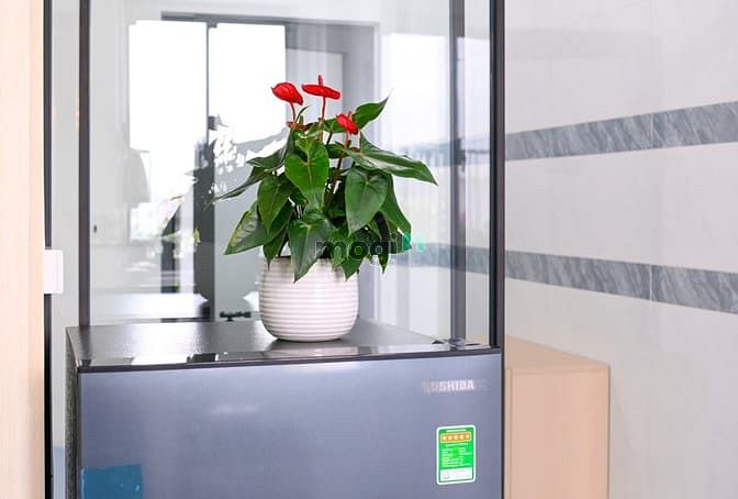 Hình ảnh 💥Cho thuê Trang Chủ MB66.COM / Đăng Ký Tặng 66K 1PN tách bếp gần chợ Bà Chiểu Quận Bình Thạnh🏡