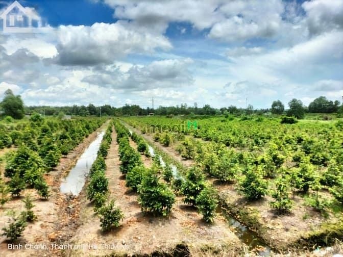 Hình ảnh Bán đất đường Kênh 6, Bình Lợi, Bình CHánh