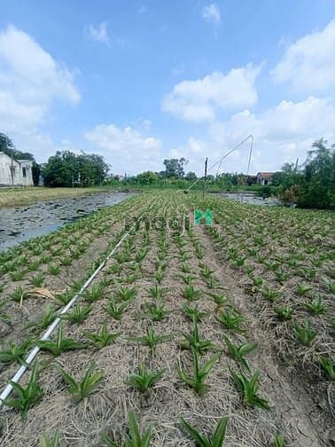 Hình ảnh Bán đất đường Tân Liễu, Hưng Long, Bình Chánh