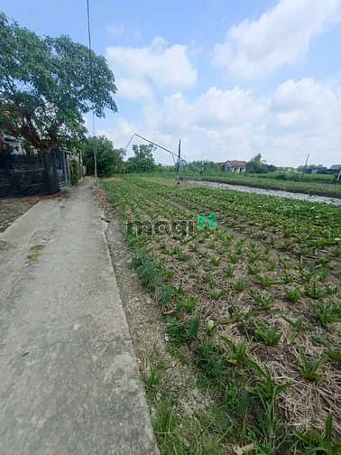 Hình ảnh Bán đất đường Tân Liễu, Hưng Long, Bình Chánh
