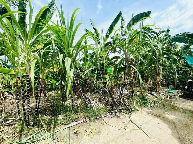 Hình ảnh DA68 Bán đất hẻm 4m thôn Phú Ân Nam xã Diên An giáp địa phận Nha TRang