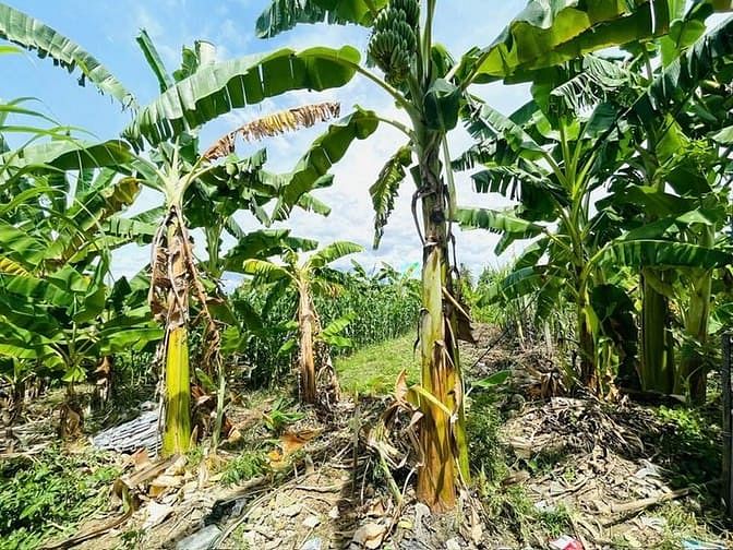 Hình ảnh DA68 Bán đất hẻm 4m thôn Phú Ân Nam xã Diên An giáp địa phận Nha TRang