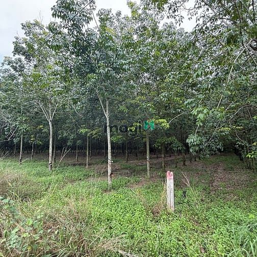 Hình ảnh Cần bán đât mặt tiền DT749b Minh Hòa, Dầu TIếng, Bình Dương, 2ha2