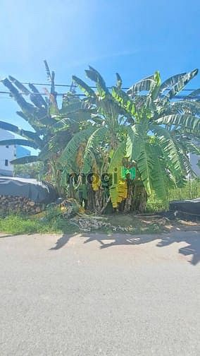 Hình ảnh bưng ông thoàn - khu công nghệ cao
