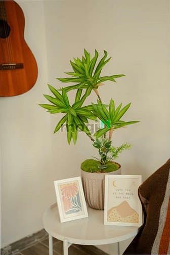 Hình ảnh Cho thuê phòng Duplex, full nội thất , P2 , Cách Mạng Tháng 8, Q.TB