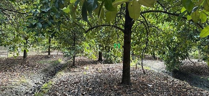 Hình ảnh Chính chủ bán gấp đất vườn 2 mặt tiền, đường Đê Sông Sài Gòn, TP.HCM