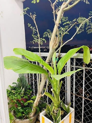 Hình ảnh Chung cư Ruby Garden, Nguyễn Sỹ Sách, TB: 10tr/th, 2p ngủ, full NT mới