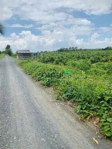 Hình ảnh Bán đất vườn Bình Lợi - Bình Chánh 16.000m2 ( Kênh 4 )