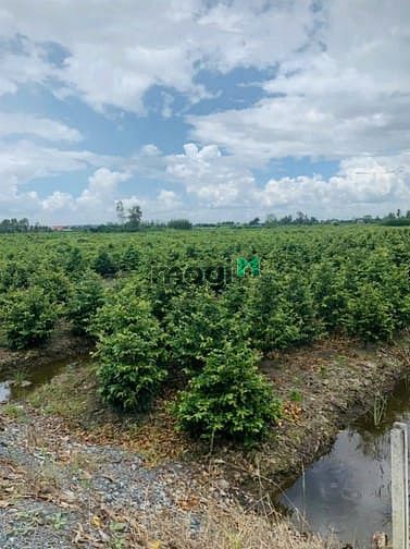 Hình ảnh Bán đất vườn Bình Lợi - Bình Chánh 16.000m2 ( Kênh 4 )