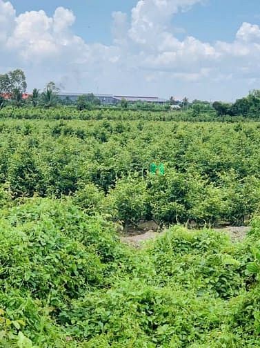 Hình ảnh Bán đất vườn Bình Lợi - Bình Chánh 16.000m2 ( Kênh 4 )