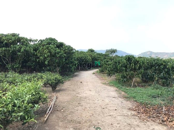 Hình ảnh 7 sào cafe phường 3 Bảo Lộc, đất bằng giáp suối.