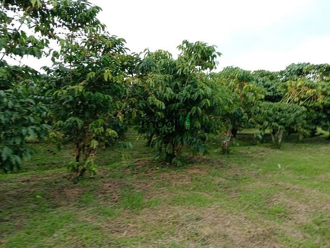 Hình ảnh 7 sào cafe phường 3 Bảo Lộc, đất bằng giáp suối.