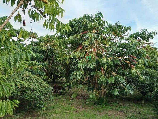 Hình ảnh 7 sào cafe phường 3 Bảo Lộc, đất bằng giáp suối.