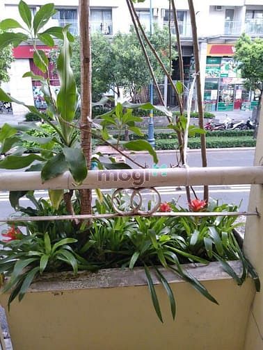 Hình ảnh HH1% Bán MTKD Nguyễn Hữu Hào P9 Q4 44m2 Không quy hoạch