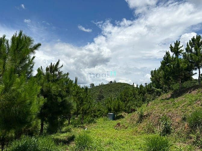 Hình ảnh 6000m² đất QH thổ cư mặt tiền B'Lao Xê Rê, view 360, khu dân cư
