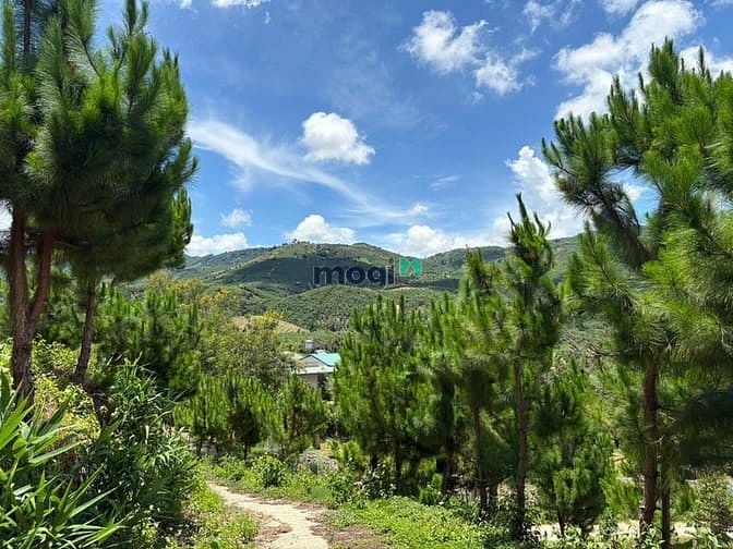 Hình ảnh 6000m² đất QH thổ cư mặt tiền B'Lao Xê Rê, view 360, khu dân cư