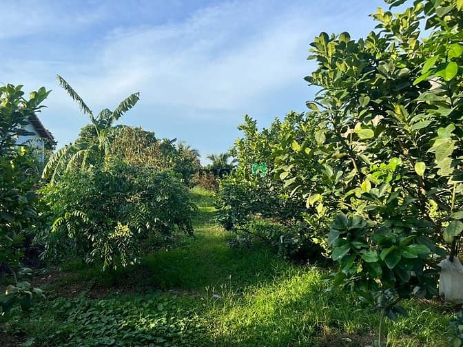 Hình ảnh Bán 1000m2 MT Bình Hoà - Cây Dương giá 5,2 tỷ SHR view sông Đồng Nai