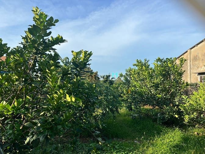 Hình ảnh Bán 1000m2 MT Bình Hoà - Cây Dương giá 5,2 tỷ SHR view sông Đồng Nai