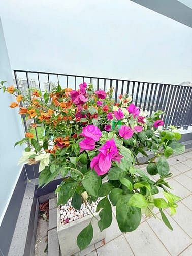 Hình ảnh Cho thuê Trang Chủ MB66.COM / Đăng Ký Tặng 66K RIVER PARK , 3 PHÒNG NGỦ , 38TR - Phú Mỹ Hưng