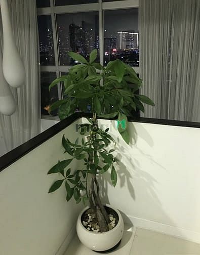 Hình ảnh PENTHOUSE SKY GARDEN 2 – 337m2. 4pn 4wc. Giá 46 triệu/tháng