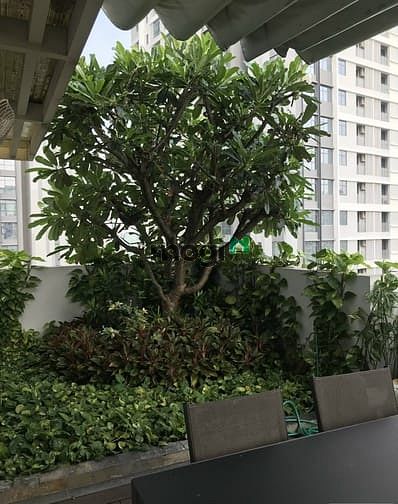 Hình ảnh PENTHOUSE SKY GARDEN 2 – 337m2. 4pn 4wc. Giá 46 triệu/tháng