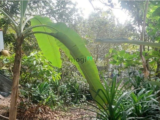 Hình ảnh Đất 600M² Đường 501 Nhuận Đức Củ Chi | Khu Dân Cư | Giá Chỉ 4,5 tỷ