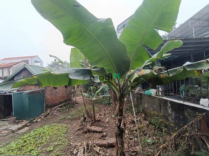 Hình ảnh Bán đất Hoà Lạc, TTCNCHoà Lạc, sát hv Tài Chính, đh FPT, DHQGHN.