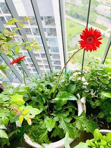 Hình ảnh Bán Và Cho thuê CH ECO GREEN 80m2 giá thị trường, vị trí đẹp,cao cấp