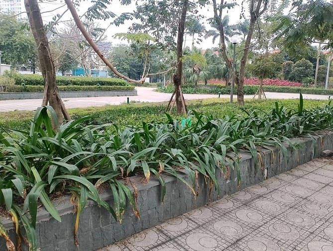 Hình ảnh Bán gấp LK gleximco 113m2,mặt tiền 6m,sổ đỏ,giá 21 tỉ,vị trí đẹp!