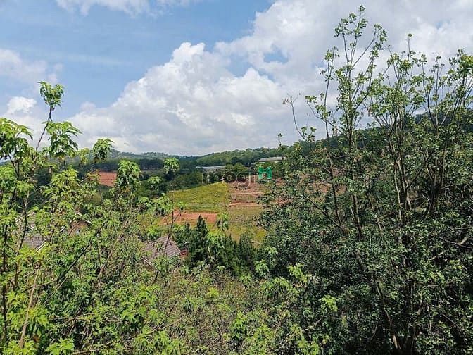 Hình ảnh Bán đất 557m View rừng thông Mặt tiền đường cạnh Mây Lang Thang Đà Lạt