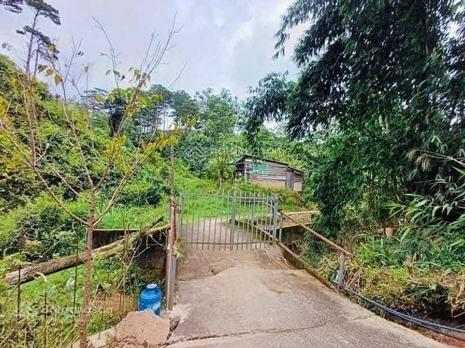 Hình ảnh Bán Đất Mb6666 game giải trí miễn phí 1018m2 Măng Lin Đà Lạt, View đồi thông đường ô tô