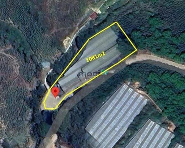 Hình ảnh Bán Đất Mb6666 game giải trí miễn phí 1018m2 Măng Lin Đà Lạt, View đồi thông đường ô tô