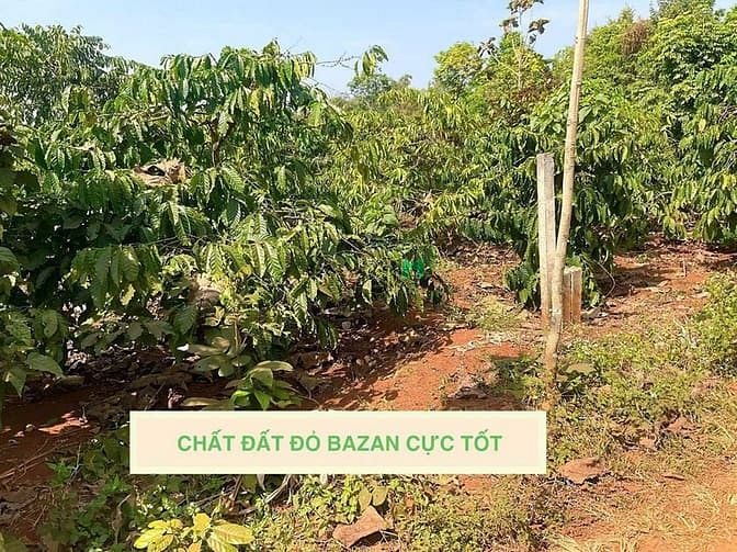 Hình ảnh Bán Đất 266m2 có 60m Thổ Cư Đất Đỏ Bazan 40 Góc Café đang Thu Giá 289