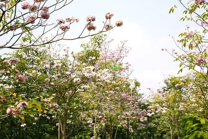 Hình ảnh Bán CHCC Happy Valley, DT 135m2, 3PN, 2WC, lầu đẹp, giá 13,2 tỷ
