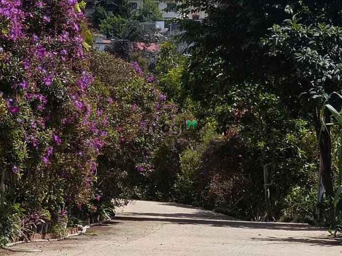 Hình ảnh Bán đất biệt thự View đồi thông đường ô tô Khe Sanh thành phố Đà Lạt