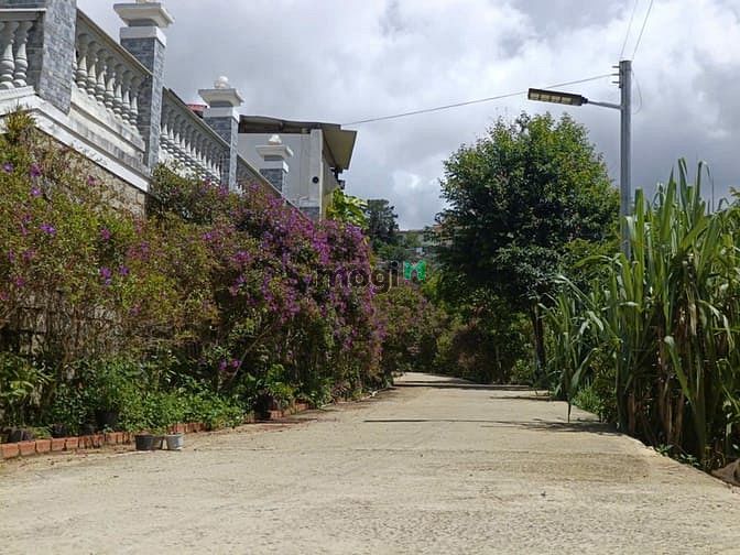 Hình ảnh Bán đất biệt thự View đồi thông đường ô tô Khe Sanh thành phố Đà Lạt