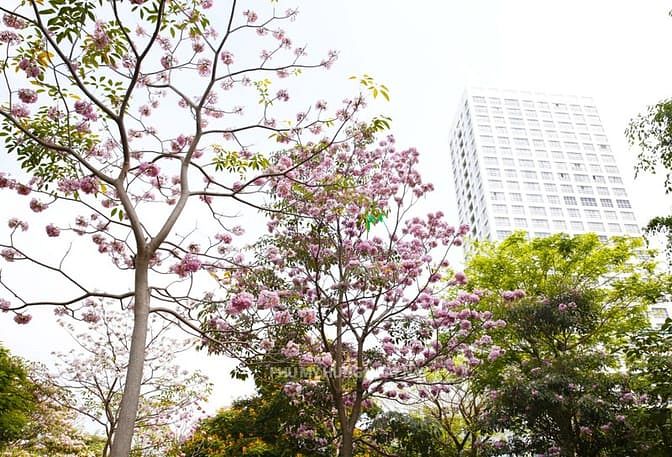 Hình ảnh Bán CHCC Happy Valley, DT 145m2, 3PN, 2WC, NTDD, giá bán 15,5 tỷ